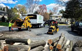 Professional Tree Care in Pebble Creek, FL