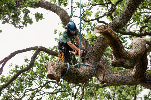 Best Root Management and Removal  in Pebble Creek, FL