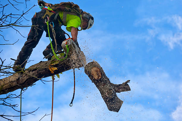 Best Seasonal Cleanup (Spring/Fall)  in Pebble Creek, FL